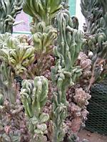 Cereus jamacaru, forme monstrueuse (fam Cactacees) (Bresil) (2) (Photo F. Mrugala)